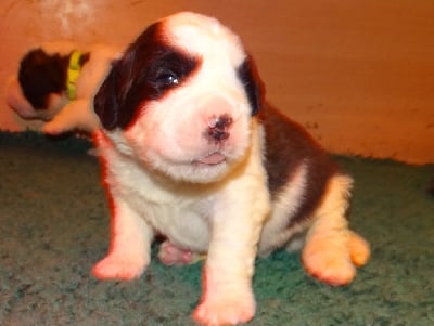 Les chiots de Chien du Saint-Bernard