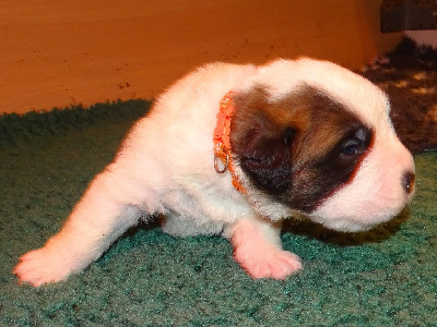 Les chiots de Chien du Saint-Bernard
