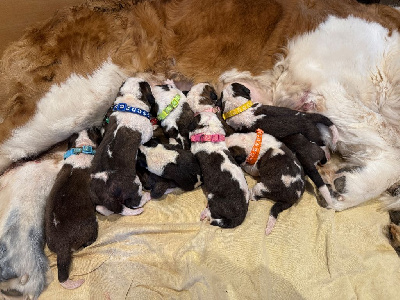 Les chiots de Chien du Saint-Bernard