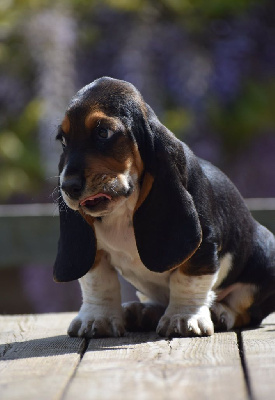 Les chiots de Basset Hound