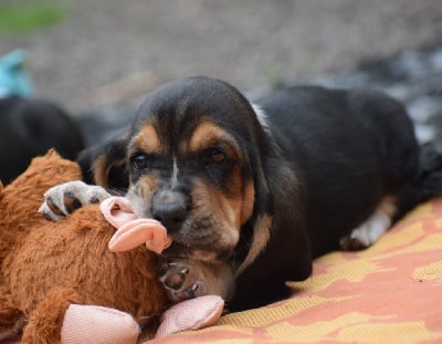 Les chiots de Basset Hound