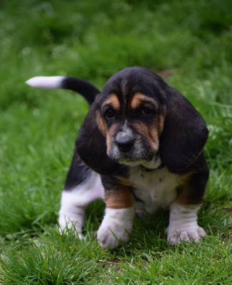 Les chiots de Basset Hound