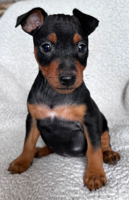 Les chiots de Pinscher nain