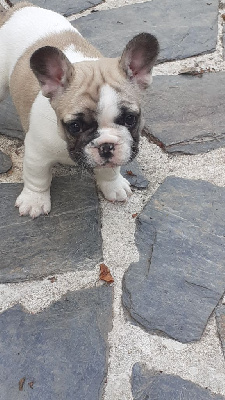 Les chiots de Bouledogue français