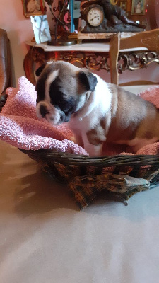 Les chiots de Bouledogue français