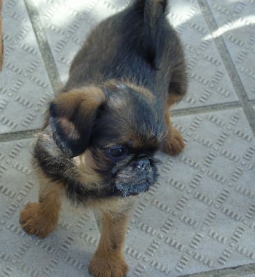 Les chiots de Griffon belge