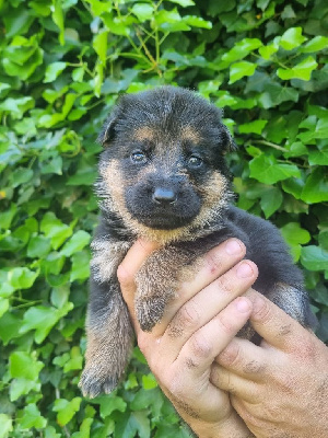 Les chiots de Berger Allemand