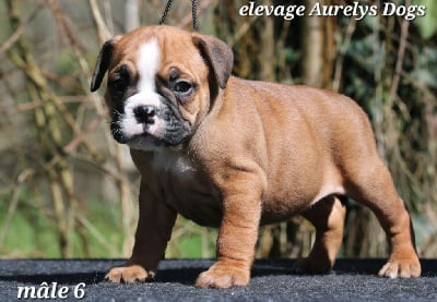 Les chiots de Bulldog continental