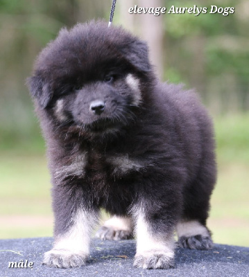 Les chiots de Eurasier