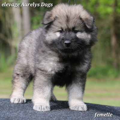 Les chiots de Eurasier