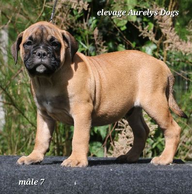 Les chiots de Bulldog continental