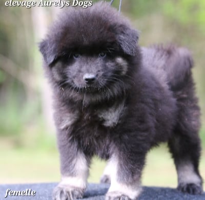 Les chiots de Eurasier