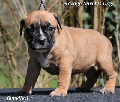 Les chiots de Bulldog continental