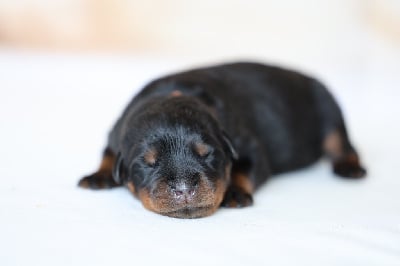 Les chiots de Rottweiler