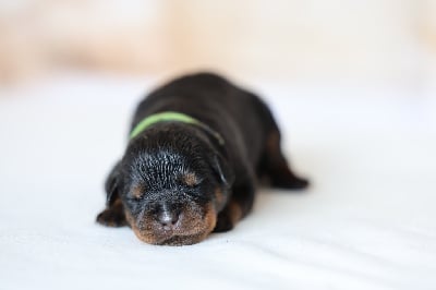Les chiots de Rottweiler