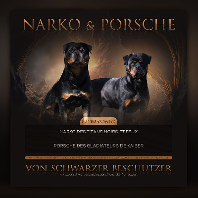 CHIOT 2em choix - Rottweiler
