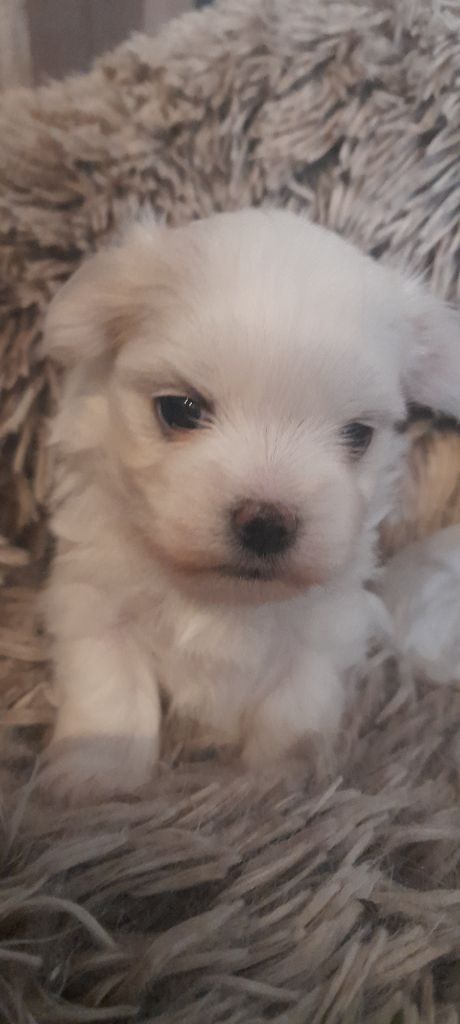 ALIOSHA - Bichon maltais