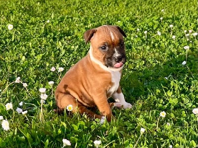 Les chiots de Staffordshire Bull Terrier
