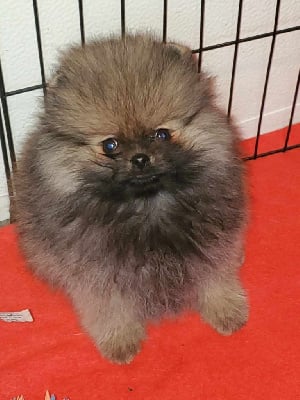 Les chiots de Spitz allemand