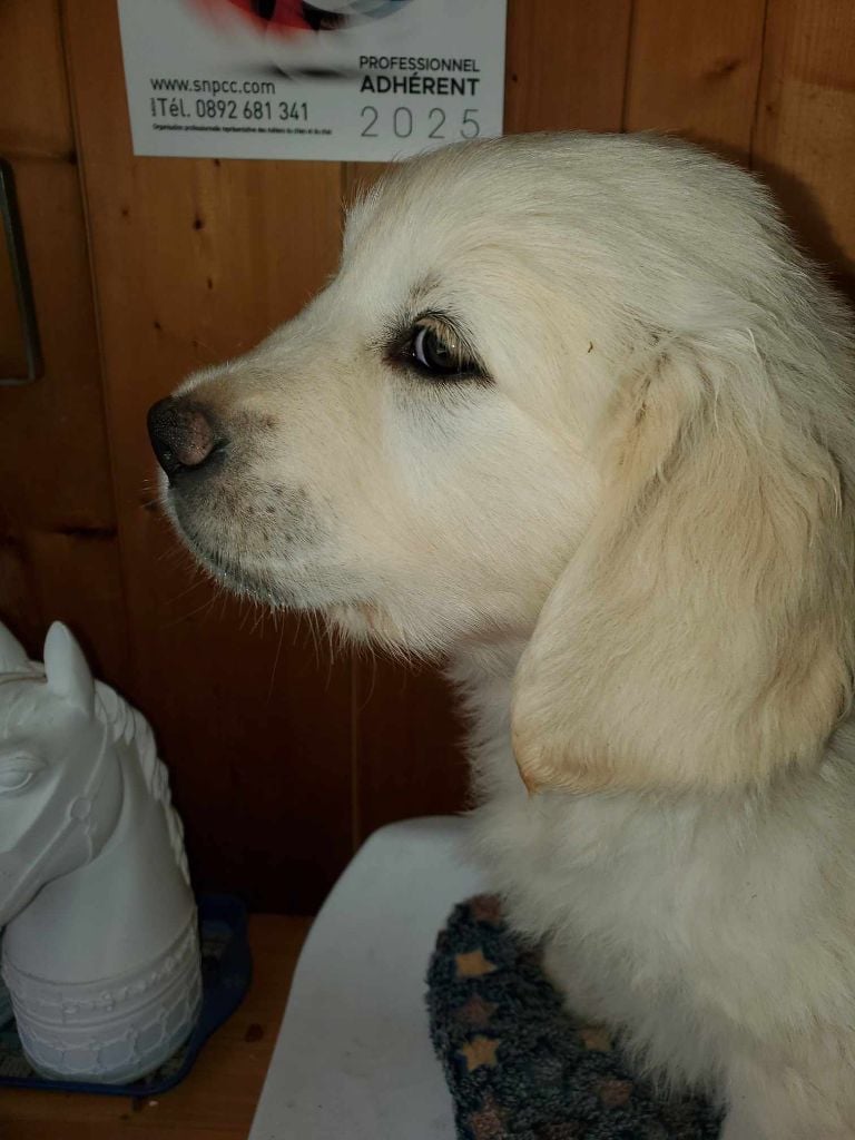 CHIOT collier jaune - Golden Retriever