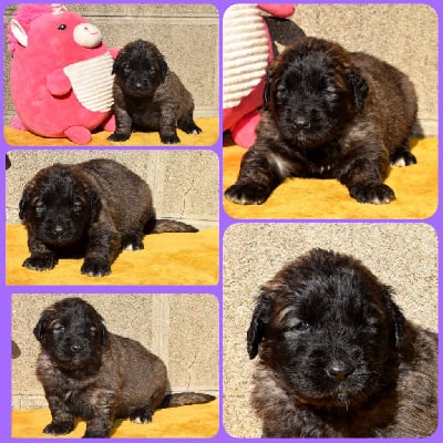 Les chiots de Leonberger