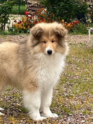 Les chiots de Colley à poil long