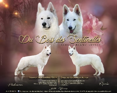 Les chiots de Berger Blanc Suisse