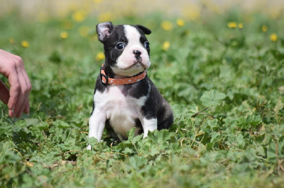 FEMELLE COLLIER ORANGE - Boston Terrier