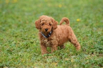Caniche