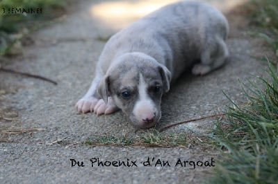 Astro - Whippet