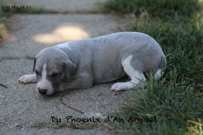 Anouk - Whippet