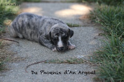 Aura - Whippet