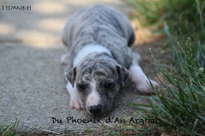 Alano - Whippet