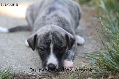 Ally - Whippet