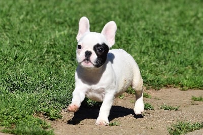 Les chiots de Bouledogue français