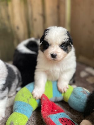 Les chiots de Berger Australien