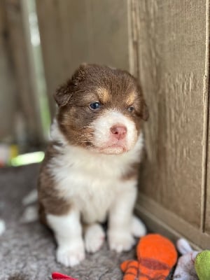 Les chiots de Berger Australien