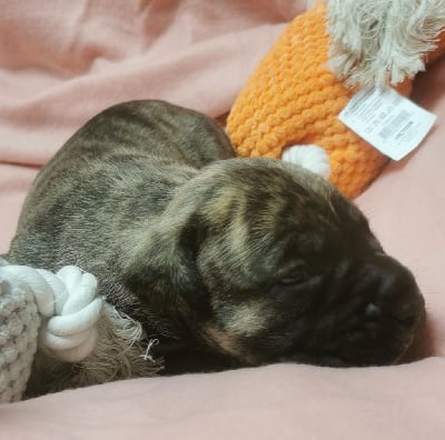 Les chiots de Dogo Canario