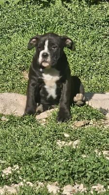 Les chiots de Bulldog continental