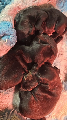 Les chiots de Staffordshire Bull Terrier
