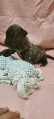 Les chiots de Dogo Canario