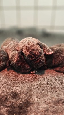 Les chiots de Dogo Canario