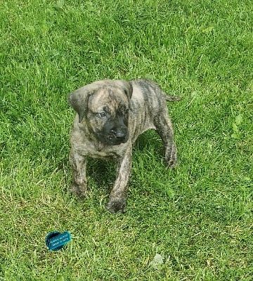 CHIOT - Dogo Canario