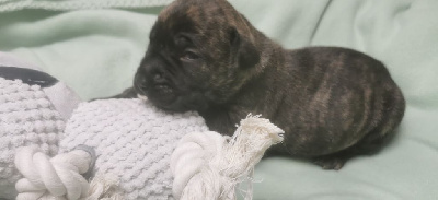 Les chiots de Dogo Canario