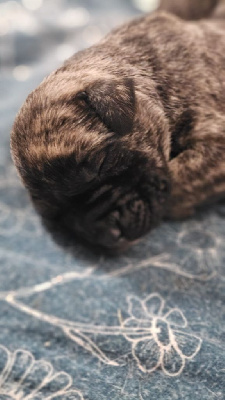 Les chiots de Dogo Canario