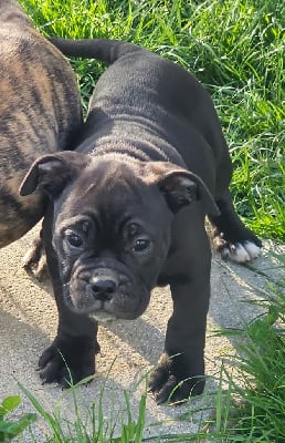 Les chiots de Bulldog continental