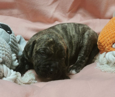 Les chiots de Dogo Canario