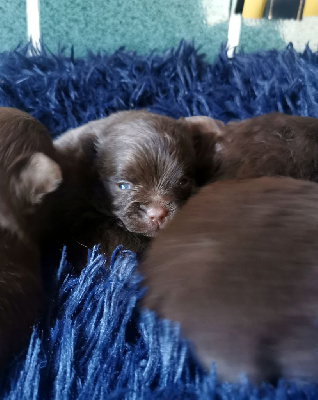 Les chiots de Spitz allemand
