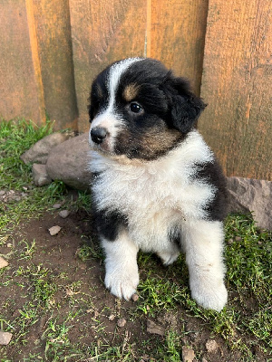 Les chiots de Berger Australien