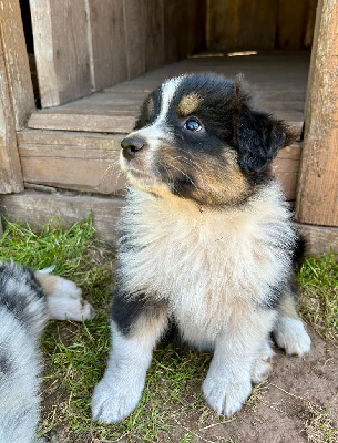 Les chiots de Berger Australien
